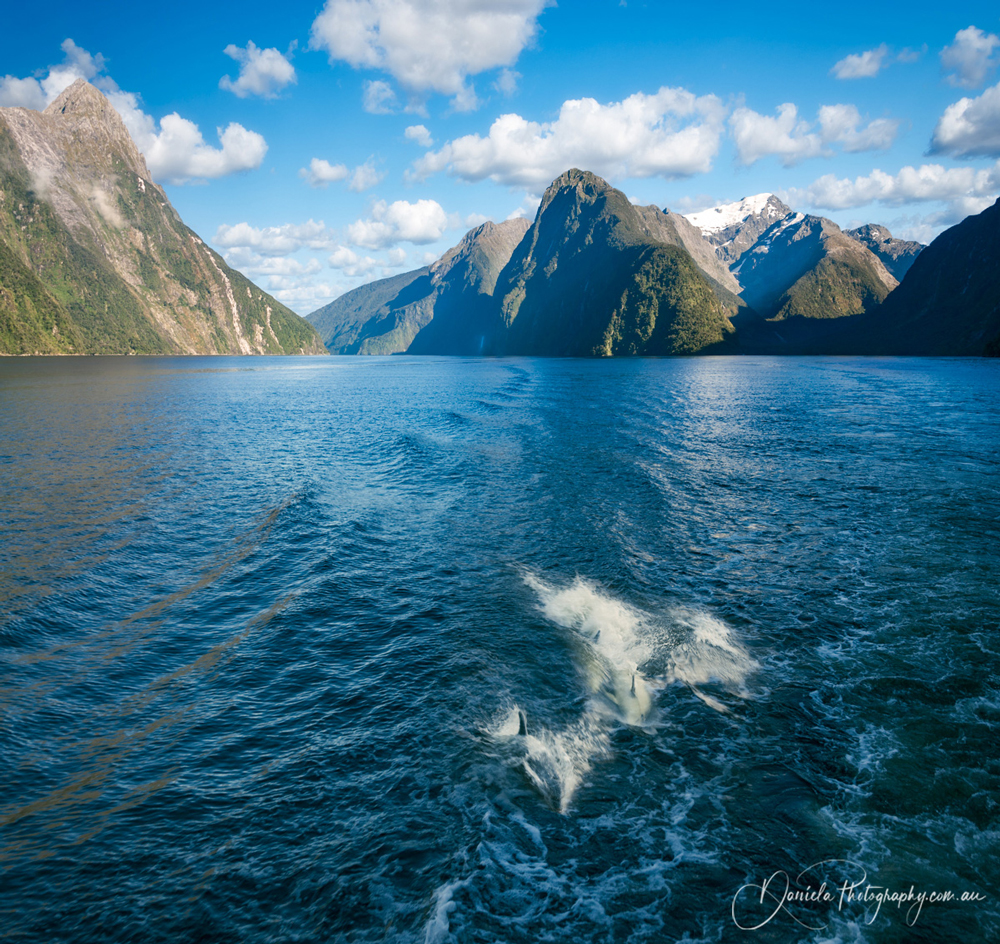 Milford Sound Dolphins swimming behind a cruise boat in the fjord